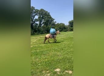 American Quarter Horse, Klacz, 3 lat, 152 cm, Jelenia