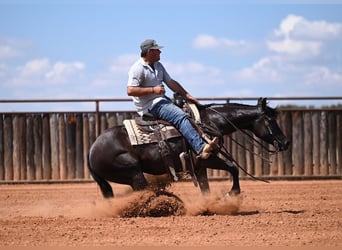 American Quarter Horse, Klacz, 3 lat, 152 cm, Kara