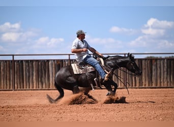 American Quarter Horse, Klacz, 3 lat, 152 cm, Kara