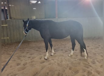American Quarter Horse, Klacz, 3 lat, 152 cm, Kara