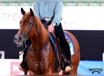 American Quarter Horse, Klacz, 3 lat, 152 cm, Kasztanowata