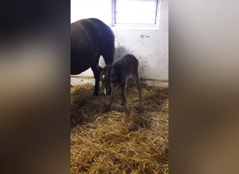 American Quarter Horse, Klacz, 3 lat, 153 cm, Gniada