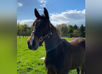 American Quarter Horse, Klacz, 3 lat, 153 cm, Gniada