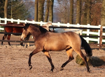 American Quarter Horse Mix, Klacz, 3 lat, 153 cm, Jelenia