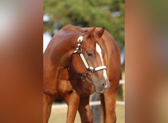 American Quarter Horse, Klacz, 3 lat, 153 cm, Kasztanowata