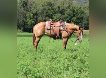 American Quarter Horse, Klacz, 3 lat, 155 cm, Bułana