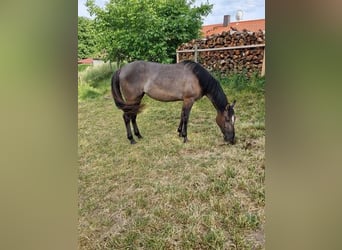 American Quarter Horse, Klacz, 3 lat, 155 cm, Grullo