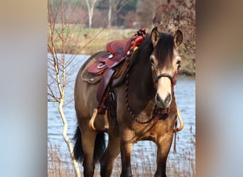 American Quarter Horse Mix, Klacz, 3 lat, 155 cm, Jelenia