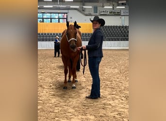 American Quarter Horse, Klacz, 3 lat, 155 cm, Kasztanowata