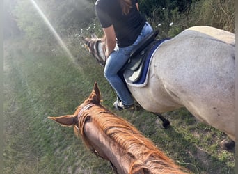 American Quarter Horse, Klacz, 3 lat, 156 cm, Grullo