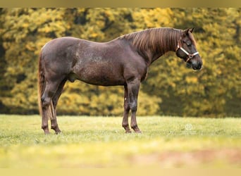 American Quarter Horse, Klacz, 3 lat, 157 cm, Kasztanowata