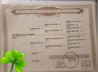 American Quarter Horse, Klacz, 3 lat, 157 cm, Kasztanowata