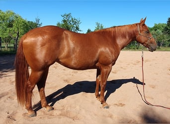 American Quarter Horse, Klacz, 3 lat, 157 cm, Kasztanowata