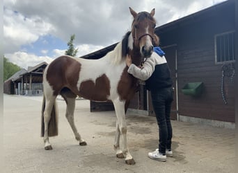 American Quarter Horse, Klacz, 3 lat, 157 cm, Tobiano wszelkich maści