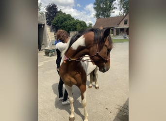American Quarter Horse, Klacz, 3 lat, 157 cm, Tobiano wszelkich maści