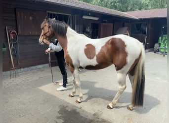 American Quarter Horse, Klacz, 3 lat, 157 cm, Tobiano wszelkich maści