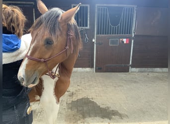 American Quarter Horse, Klacz, 3 lat, 157 cm, Tobiano wszelkich maści