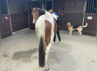 American Quarter Horse, Klacz, 3 lat, 157 cm, Tobiano wszelkich maści