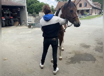 American Quarter Horse, Klacz, 3 lat, 157 cm, Tobiano wszelkich maści