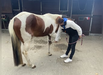 American Quarter Horse, Klacz, 3 lat, 157 cm, Tobiano wszelkich maści