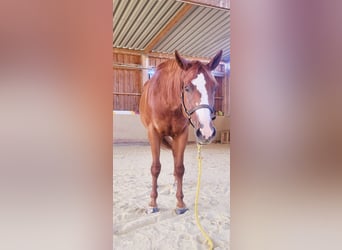 American Quarter Horse, Klacz, 3 lat, 158 cm, Kasztanowata