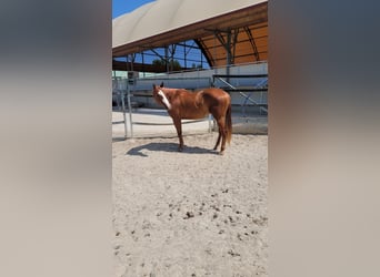 American Quarter Horse, Klacz, 3 lat, 158 cm, Kasztanowata