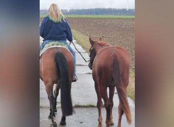 American Quarter Horse, Klacz, 3 lat, 158 cm, Kasztanowata