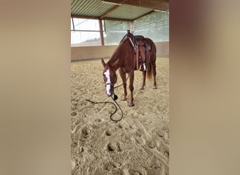 American Quarter Horse, Klacz, 3 lat, 158 cm, Kasztanowata