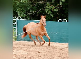 American Quarter Horse, Klacz, 3 lat, 159 cm