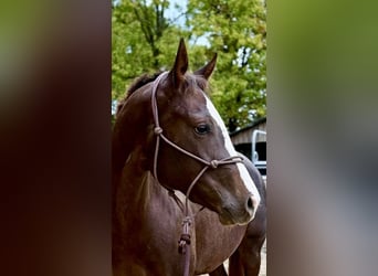 American Quarter Horse, Klacz, 3 lat, 160 cm, Ciemnokasztanowata