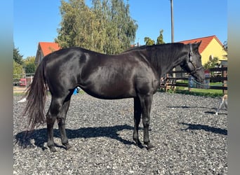 American Quarter Horse, Klacz, 3 lat, 160 cm, Kara