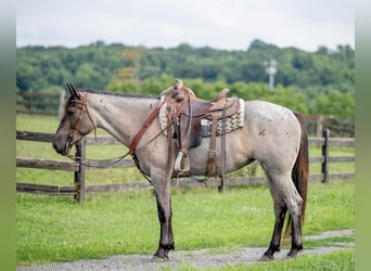 American Quarter Horse Mix, Klacz, 3 lat, 160 cm, Karodereszowata