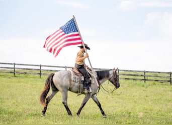 American Quarter Horse Mix, Klacz, 3 lat, 160 cm, Karodereszowata