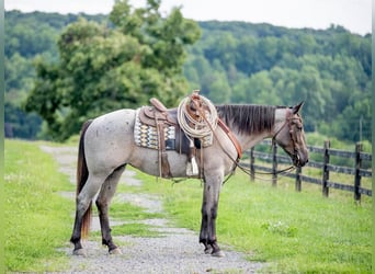 American Quarter Horse Mix, Klacz, 3 lat, 160 cm, Karodereszowata