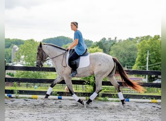 American Quarter Horse Mix, Klacz, 3 lat, 160 cm, Karodereszowata