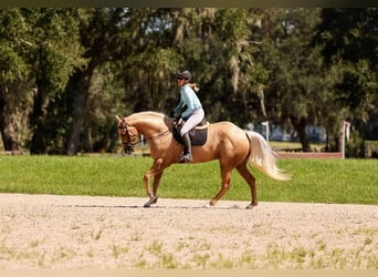 American Quarter Horse, Klacz, 3 lat, 163 cm, Izabelowata