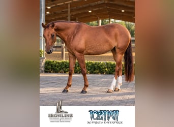 American Quarter Horse, Klacz, 3 lat, Bułana