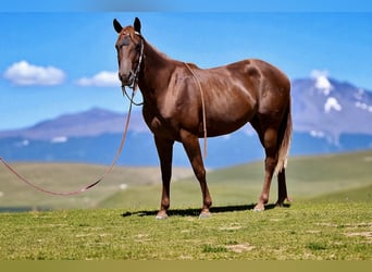 American Quarter Horse, Klacz, 3 lat, Ciemnokasztanowata
