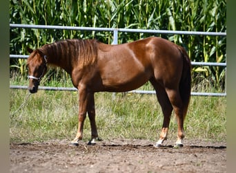 American Quarter Horse, Klacz, 3 lat, Ciemnokasztanowata