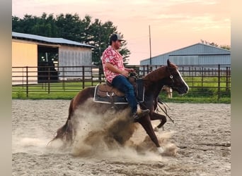 American Quarter Horse, Klacz, 3 lat, Cisawa