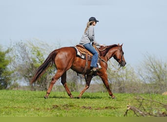 American Quarter Horse, Klacz, 3 lat, Cisawa