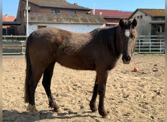 American Quarter Horse, Klacz, 3 lat