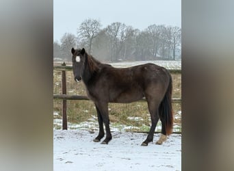 American Quarter Horse, Klacz, 3 lat
