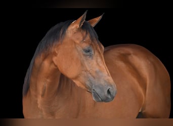 American Quarter Horse, Klacz, 3 lat, Gniada