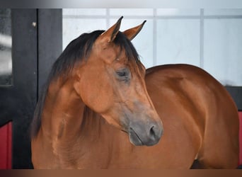 American Quarter Horse, Klacz, 3 lat, Gniada