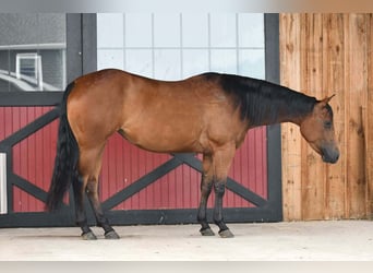 American Quarter Horse, Klacz, 3 lat, Gniada