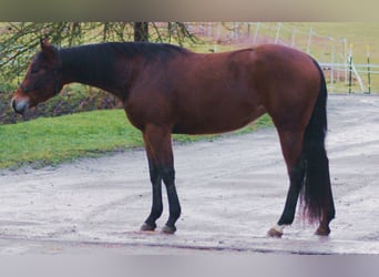 American Quarter Horse, Klacz, 3 lat, Gniada