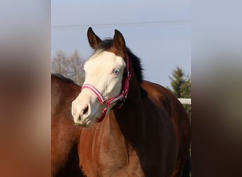 American Quarter Horse, Klacz, 3 lat, Gniada