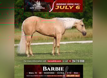American Quarter Horse, Klacz, 3 lat, Izabelowata