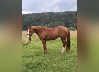 American Quarter Horse, Klacz, 3 lat, Kasztanowata